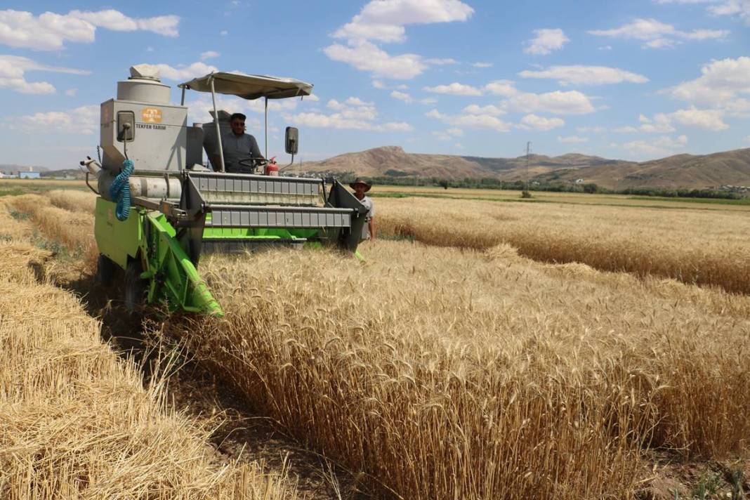 Dünyanın gözü Türkiye'deki bu tarlada! Adım adım yaklaşan felakete çözüm olabilir 3